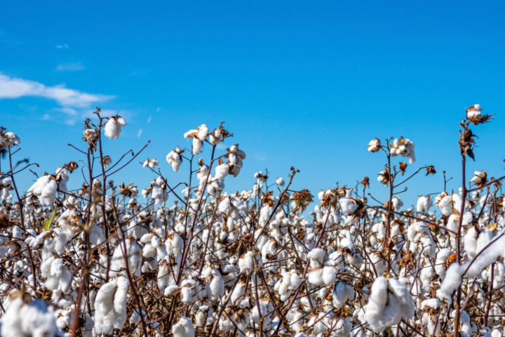 Cotton Agriculture.