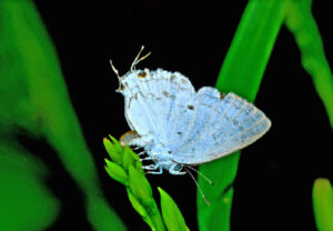 Nilgiri Tit Butterfly.