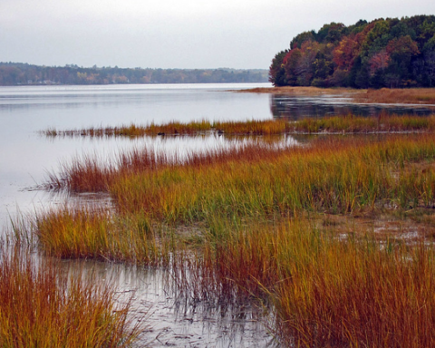 Salt Marsh Coastal Protection