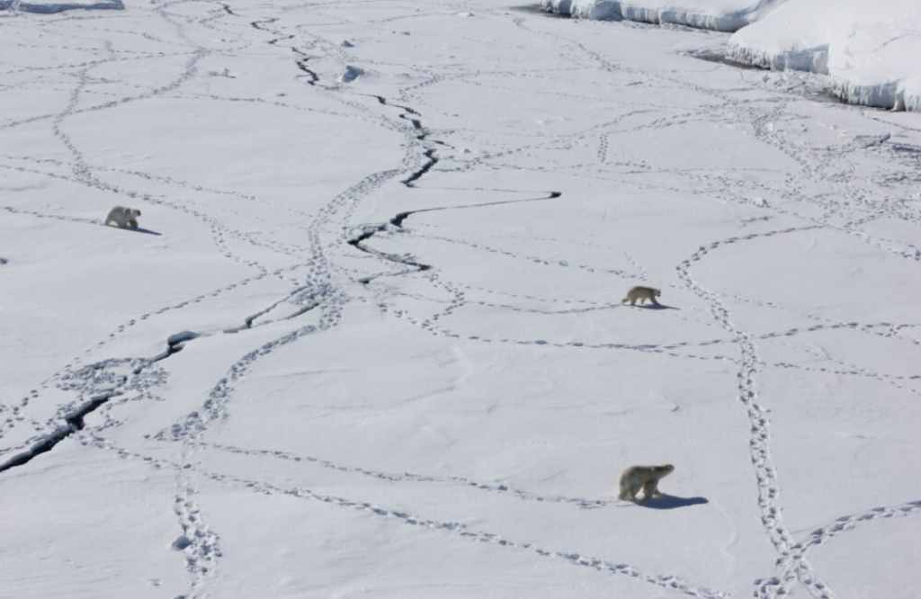 Arctic Polar Bears.