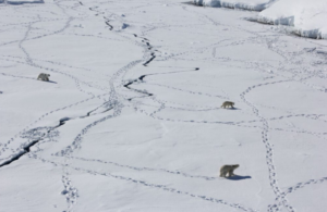 Arctic Polar Bears.