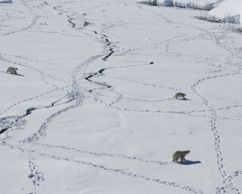 Arctic Polar Bears.