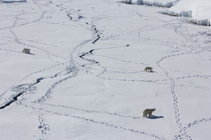 Arctic Polar Bears.