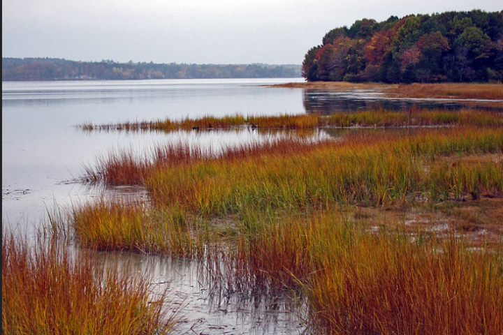 Salt Marsh Coastal Protection