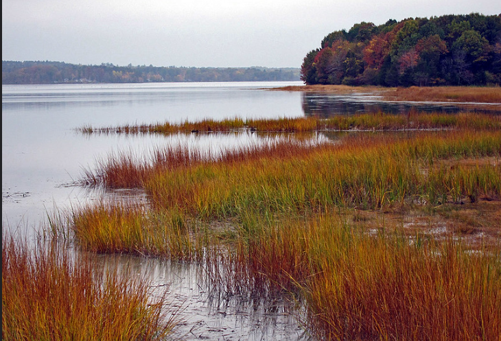 Salt Marsh Coastal Protection