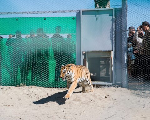 Wild tigers are returning to Kazakhstan after 70 years