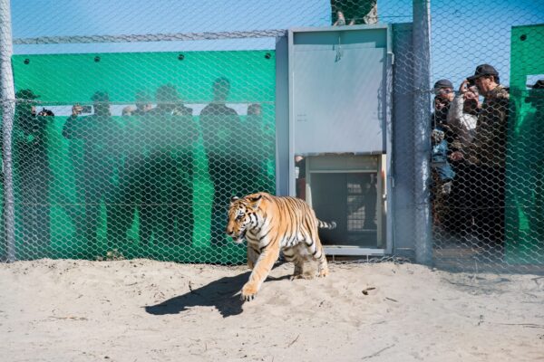 Wild tigers are returning to Kazakhstan after 70 years