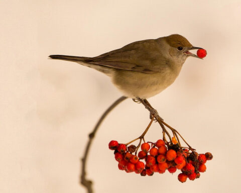 bird eating a berry.