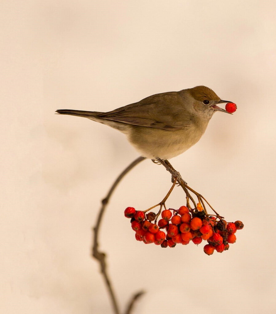 Bird eating a berry.