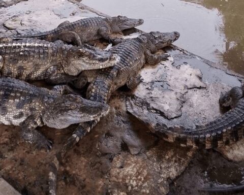 100 adult farm crocodiles slaughtered to prevent escape in floods