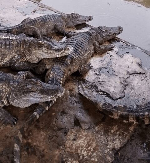 100 adult farm crocodiles slaughtered to prevent escape in floods