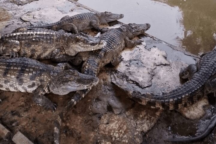 100 adult farm crocodiles slaughtered to prevent escape in floods