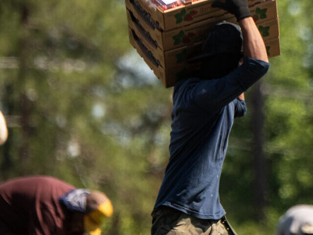 Farmworkers pick strawberries at Farms.