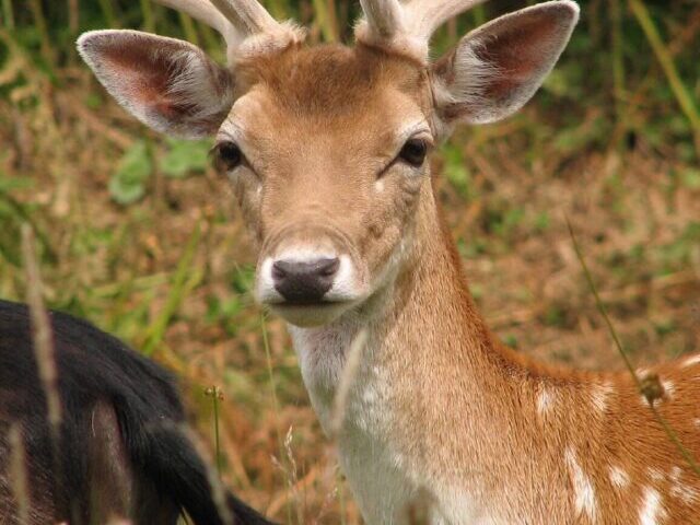 Fallow Deer.