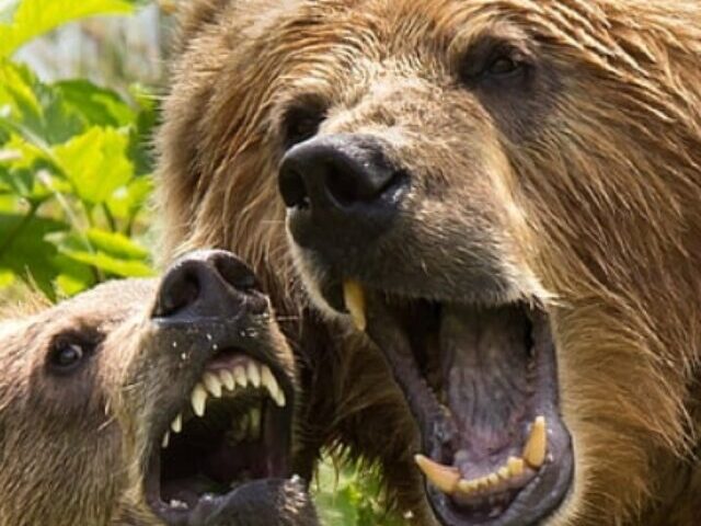 two brown bears roaring near green trees during daytime.