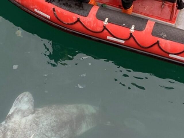 Greenland sharks alongside the inflatable boat. One of them was eaten by another Greenland shark within the last 12 hours - like a corn cob, with only the head, tail and vertebrae remaining.