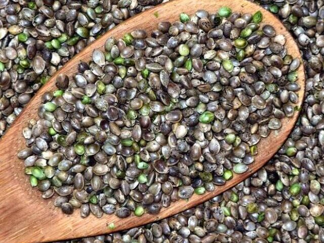 Hemp Seeds Grains Photo.