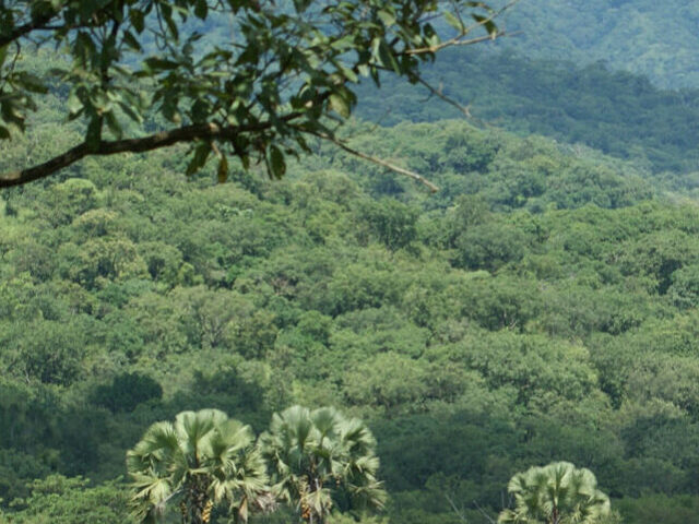 Gashaka Gumti National Park landscape.