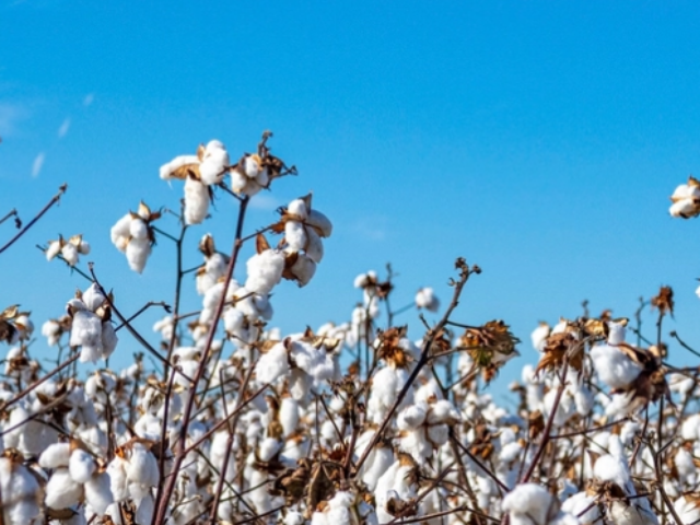 U.S. Department of Agriculture (USDA) Secretary Sonny Perdue visits Pugh Farms cotton operation