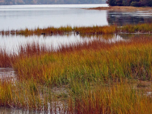 Salt Marsh Coastal Protection