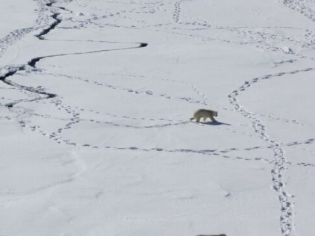 Arctic Polar Bears.