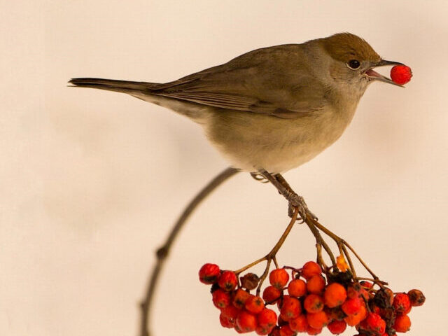 Bird eating a berry.