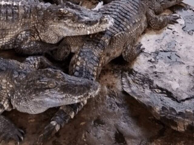 100 adult farm crocodiles slaughtered to prevent escape in floods