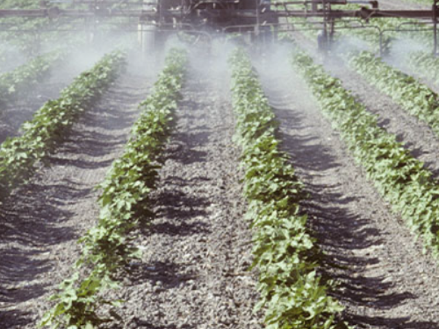 Pesticides Spraying in the fields.