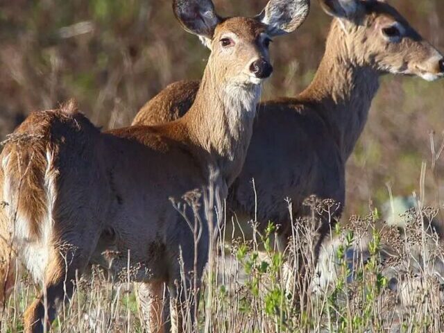 White-Tailed Deer.