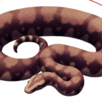 Vasuki Snake