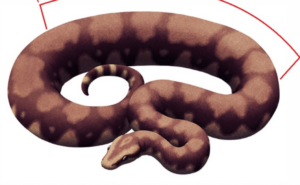 Vasuki Snake