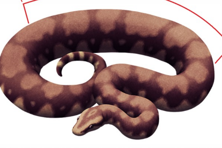 Vasuki Snake