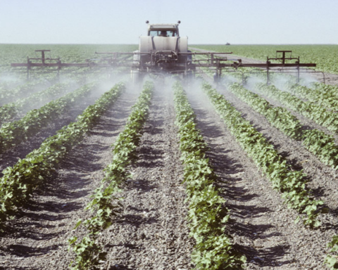 Pesticides Spraying in the fields.