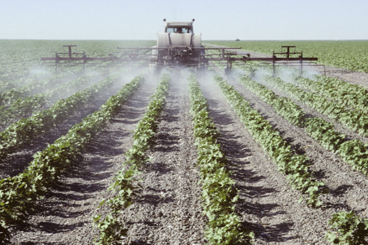 Pesticides Spraying in the fields.