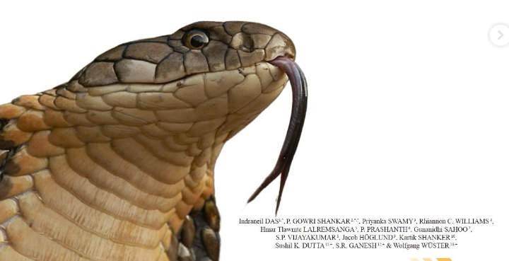 King Cobra