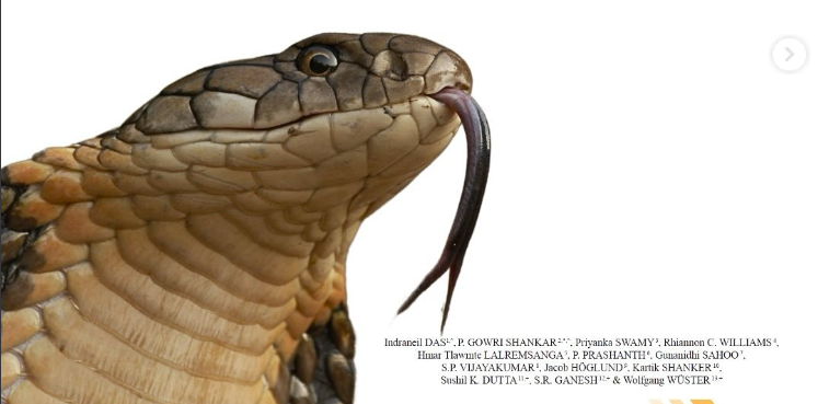 King Cobra