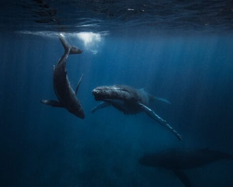 whales are struggling to navigate in a sea of because of noise pollution.