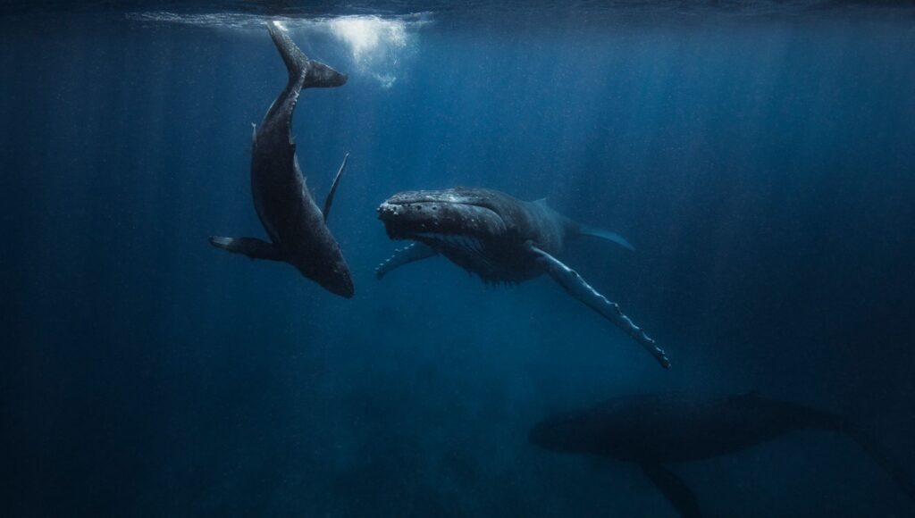 whales are struggling to navigate in a sea of because of noise pollution.