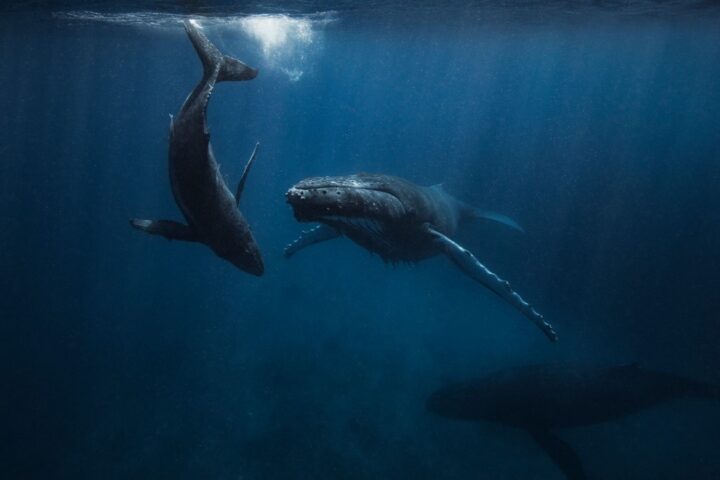 whales are struggling to navigate in a sea of because of noise pollution.