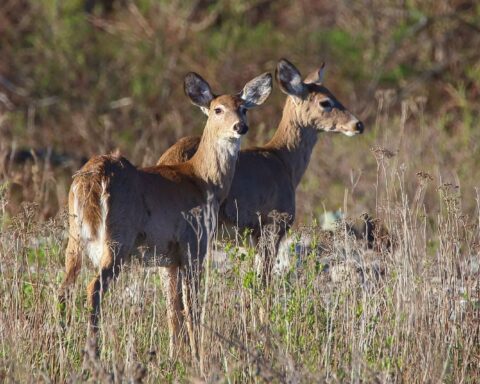 White-Tailed Deer.