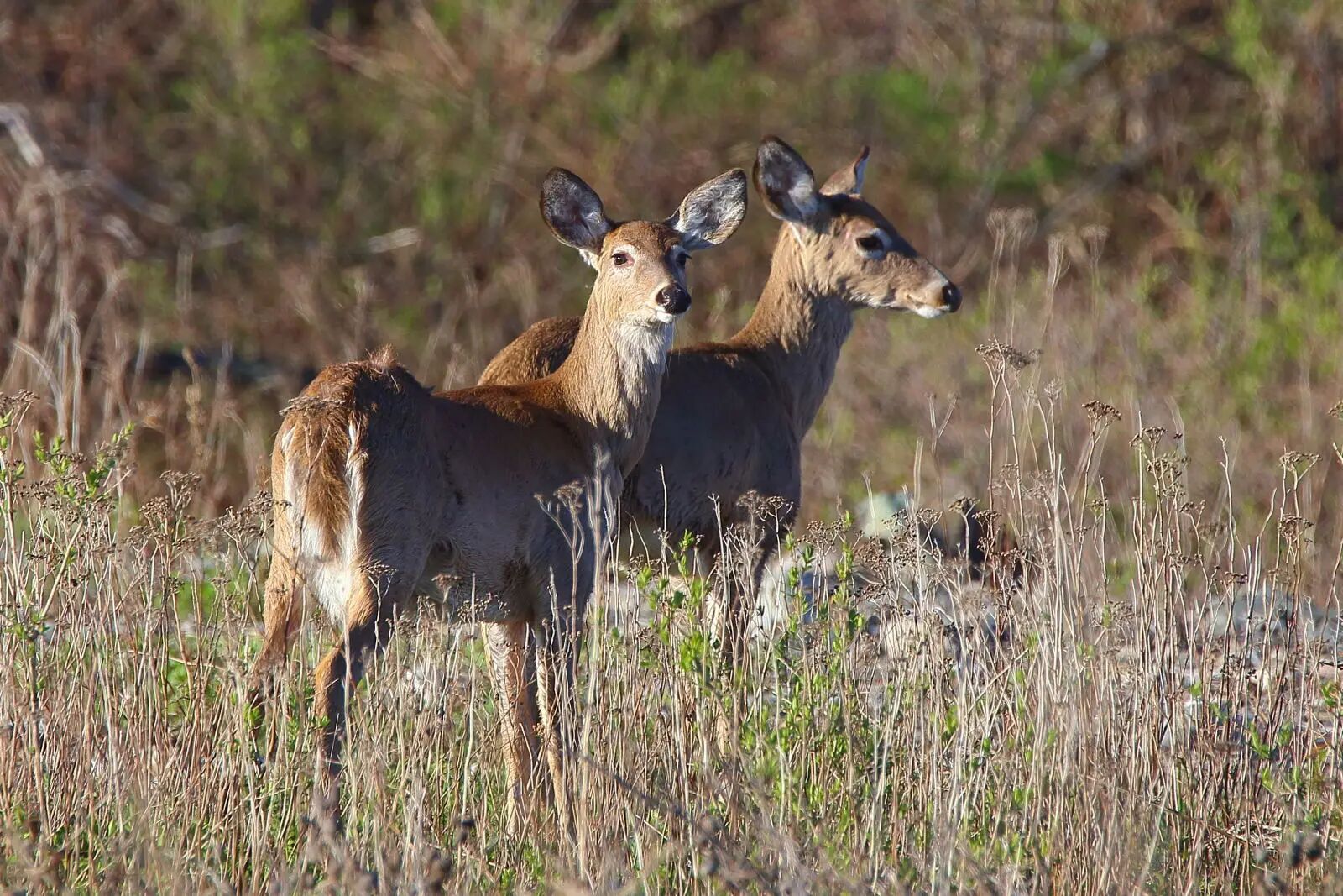 White-Tailed Deer.