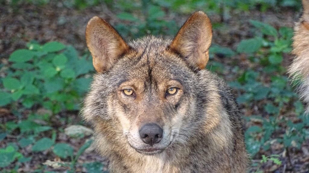 Iberian Wolf.