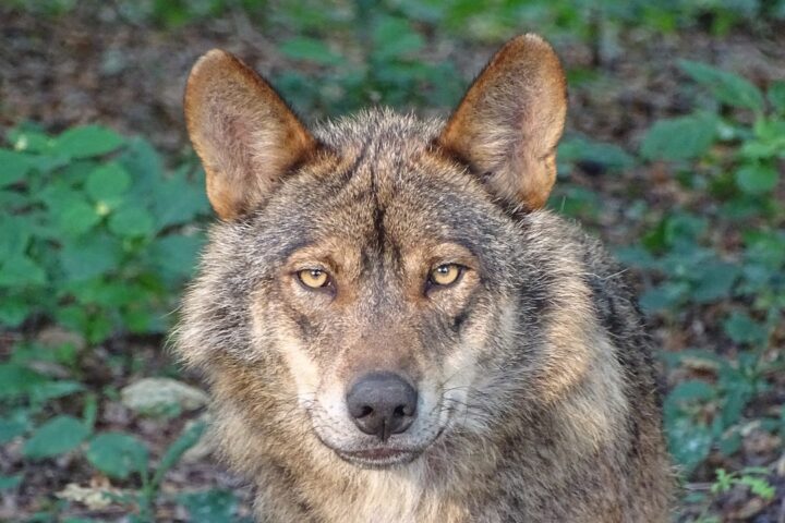 Iberian Wolf.