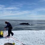 The deployment team launches Seaglider 'Marlin' into the Ross Sea,