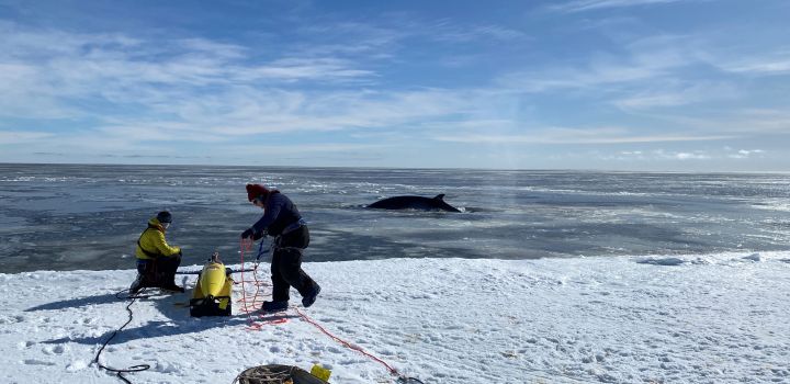 The deployment team launches Seaglider 'Marlin' into the Ross Sea,