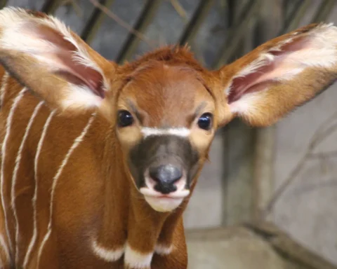 Antelope Calf.