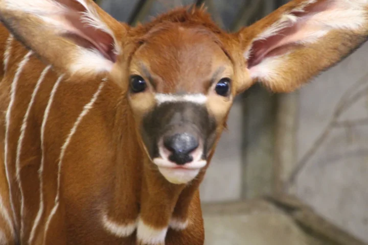 Antelope Calf.