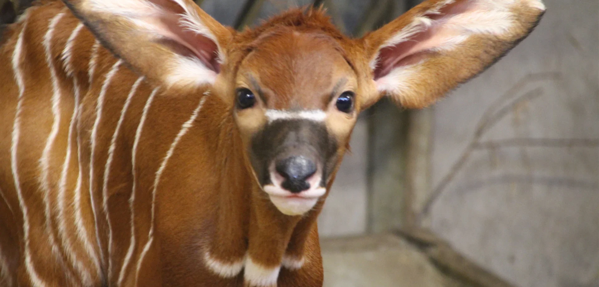 Antelope Calf.