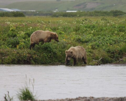 Russell Creek, Izembek National Wildlife Refuge