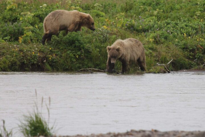 Russell Creek, Izembek National Wildlife Refuge